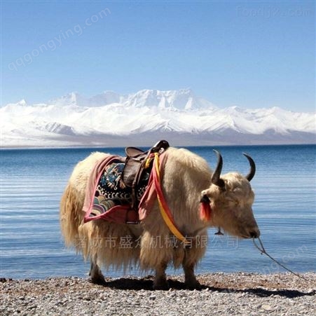 西藏牦牛奶加工流水线