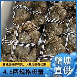 潜江大规格母蟹批发2021年11月4.5两规格全母大闸蟹68元每斤