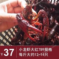 21年10月清水小龙虾 大规格小龙虾批发 789规格红虾37元每斤 深圳广州包直达费用