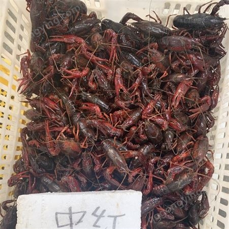 21年10月小龙虾批发 产地批发 678规格红虾31元每斤 深圳广州包直达费用