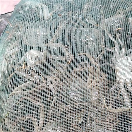 潜江螃蟹批发中规格每只3.5两规格公蟹11月11号28元每斤