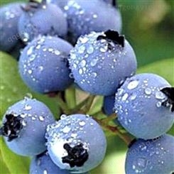 花青健蓝莓浓缩果汁 大兴安岭蓝莓 饮料原材料