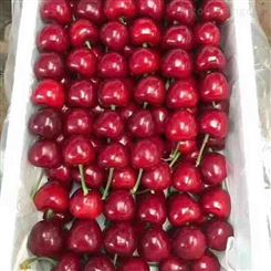美早樱桃出售 新鲜当季水果现摘现卖 脆甜 沂蒙种植