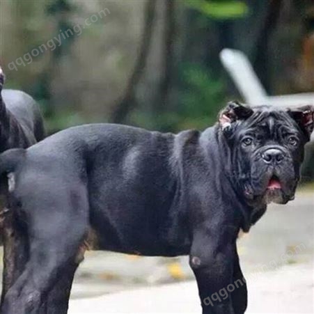 散养卡斯罗犬 规格成年母犬 特征体型巨大轻巧 品种犬