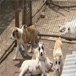 中亚牧羊犬养殖技术 肌肉发达 纯种幼犬 生长快易饲养
