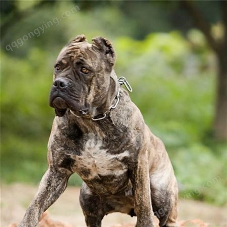 散养卡斯罗犬 规格成年母犬 特征体型巨大轻巧 品种犬