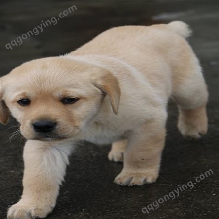 宠物养殖拉布拉多幼犬 小型长毛巡回犬 延展性强活泼可爱