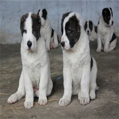 中亚牧羊犬幼犬 犬舍长期供应 家庭伴侣犬 性格稳定