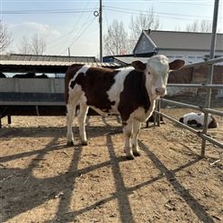 四百斤的西门塔尔母牛苗出售 牧区一手牛源 饲养简单