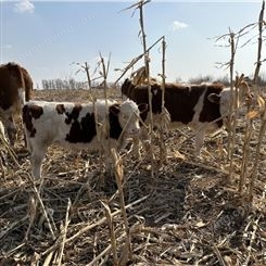 牧区一手牛源 西门塔尔繁殖母牛 6之7个月新的价格 放山架子牛