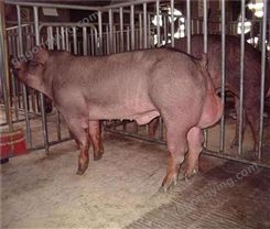 健康高产杜洛克公猪行情 杜洛克公猪今年的行情 附近种猪厂家