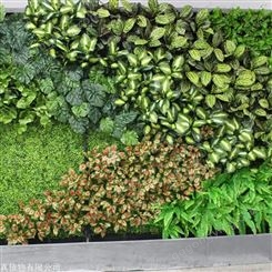 户外仿真植物绿植墙 各种造型植物墙 仿绿植墙厂家 金森