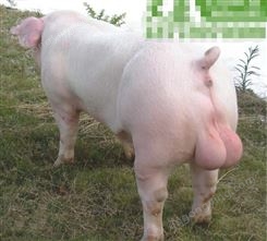 随州新美系杜洛克公猪 优点和缺点 膘肥体壮 杜洛克公猪顺富报价