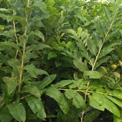 达林园林 板栗苗 免费种植 一对一种苗技术