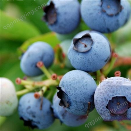 蓝莓浓缩汁 餐饮果汁果酱饮料原料食品保健天然花青素大包装