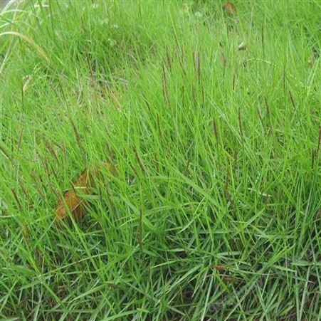 广西优质结缕草种子四季常青矮生草坪不修剪绿化耐践踏草籽草种
