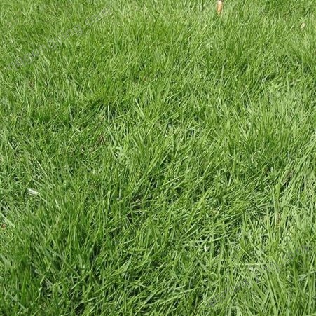 广西优质结缕草种子四季常青矮生草坪不修剪绿化耐践踏草籽草种