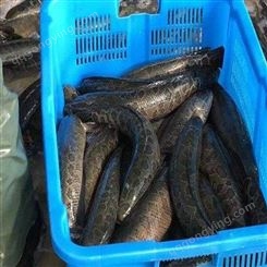 养殖黑鱼的办法  黑鱼成活率  黑鱼种类的价格  轩富养殖