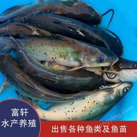 斑点叉尾鮰鱼 清江鱼苗 种类齐全 优品鱼苗供应商 轩富水产养殖