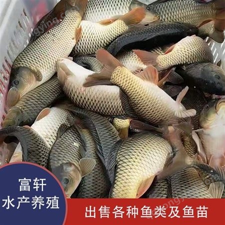 青鱼养殖鱼塘  大量批发青鱼鱼苗  价格低质量好  轩富水产