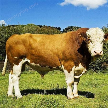 新 疆西门塔尔牛养殖 改良杂交种公牛 肌肉均匀 饲养简单
