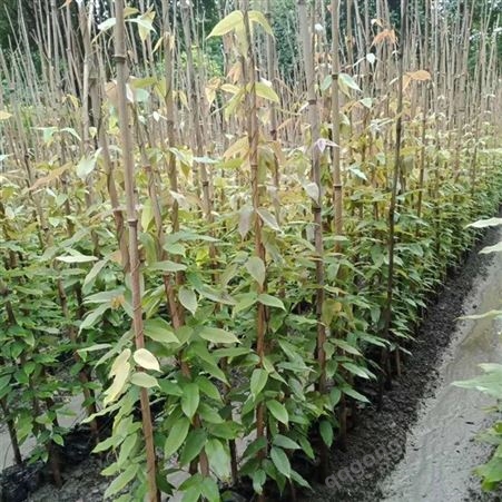 油麻藤苗基地种植 1-5米长常青油麻藤 矿山覆绿 绿化