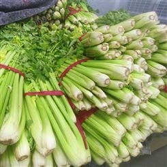 芹菜 新鲜蔬菜 清鲜翠绿 货源充足 斯刻达供应
