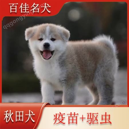 出售纯种日本秋田犬 中型宠物狗 忠犬八公 犬舍繁殖