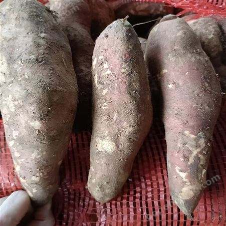 软糯紫薯厂家批发新鲜地瓜烤红薯番薯 生吃烤煮粥