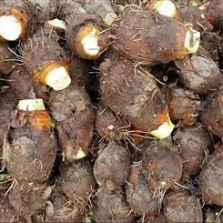 槟榔芋头种植基地广 西特产现挖现卖新鲜好吃 顺来