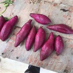 番薯地瓜红薯紫薯基地种植大量批发供应 海 南