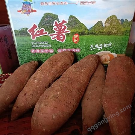 新鲜绿色粗粮红薯地瓜番薯种植基地 甜蜜美味生吃烤煮粥