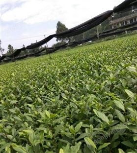 名川农业优质供应安 吉白茶苗 支持移栽可选苗木大小