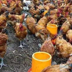 泰西农牧微生态辣椒油粉在蛋禽养殖中的主要作用 鸡用辣椒油粉