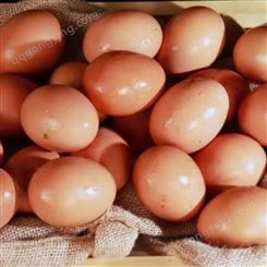 发酵辣椒粕在蛋鸡养殖中的特殊功效