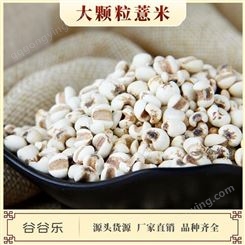 熟大颗薏米仁 谷谷乐代加工红豆薏米低温烘焙现磨原料