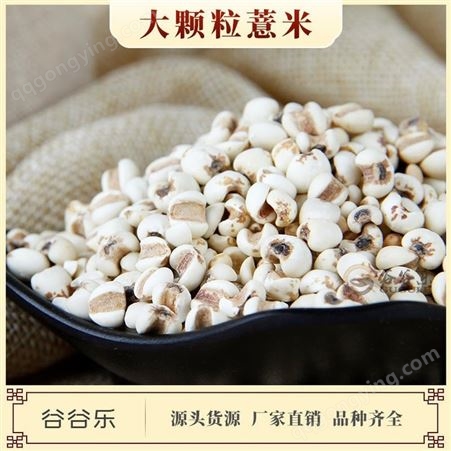 熟大颗薏米仁 谷谷乐代加工红豆薏米低温烘焙现磨原料