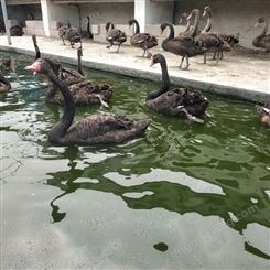 成年活体黑天鹅养殖出售散养种鹅繁殖孵化 科学喂养 抗病力强