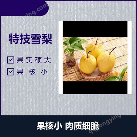 赵县新鲜梨 果肉皎洁如月 含有丰富的B族维生素