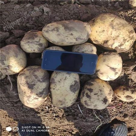 马铃薯保鲜土豆基地长期供货代销农家现挖现卖