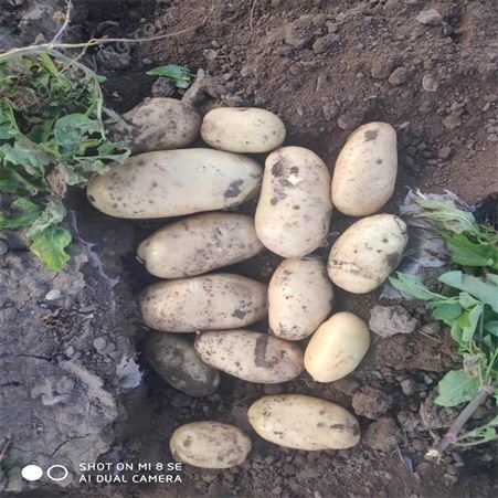 现挖现卖长期供应保鲜土豆代理加工马铃曹 代理收购储存